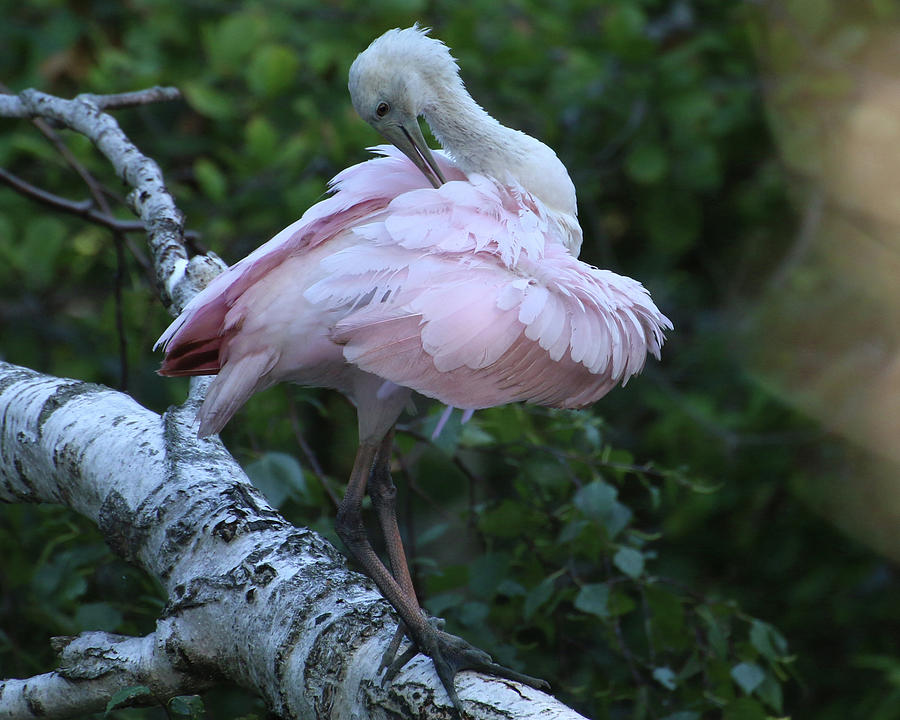 Roseate Spoonbill 04 Photograph by William Selander