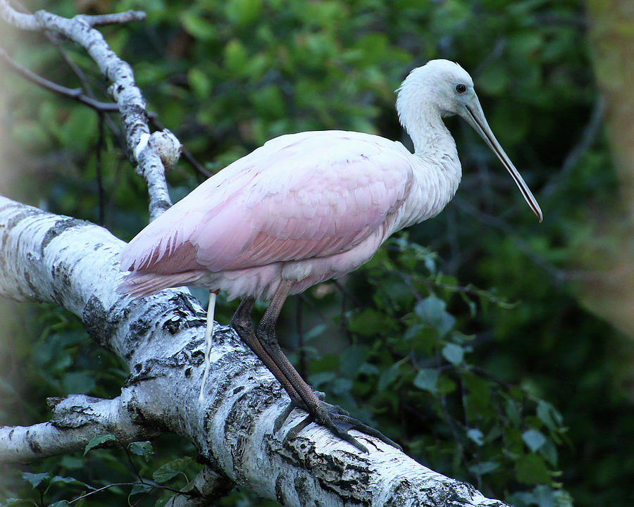 Roseate Spoonbill 05 Photograph by William Selander