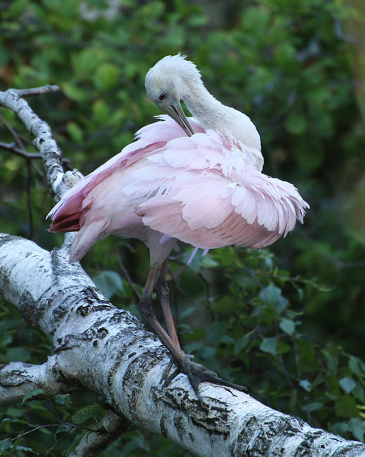 Roseate Spoonbill 06 Photograph by William Selander