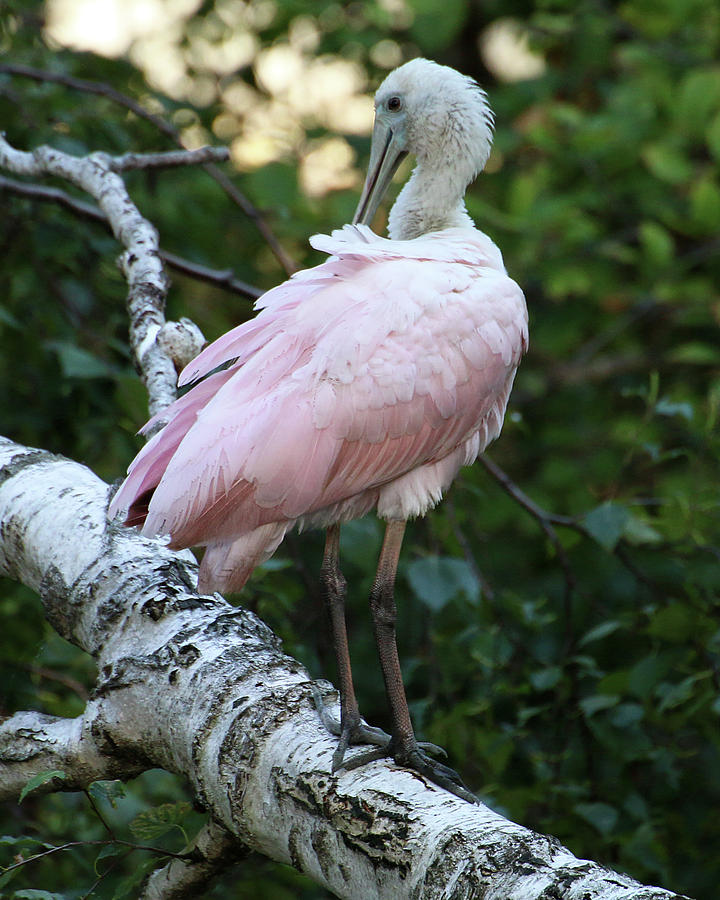 Roseate Spoonbill 08 Photograph by William Selander