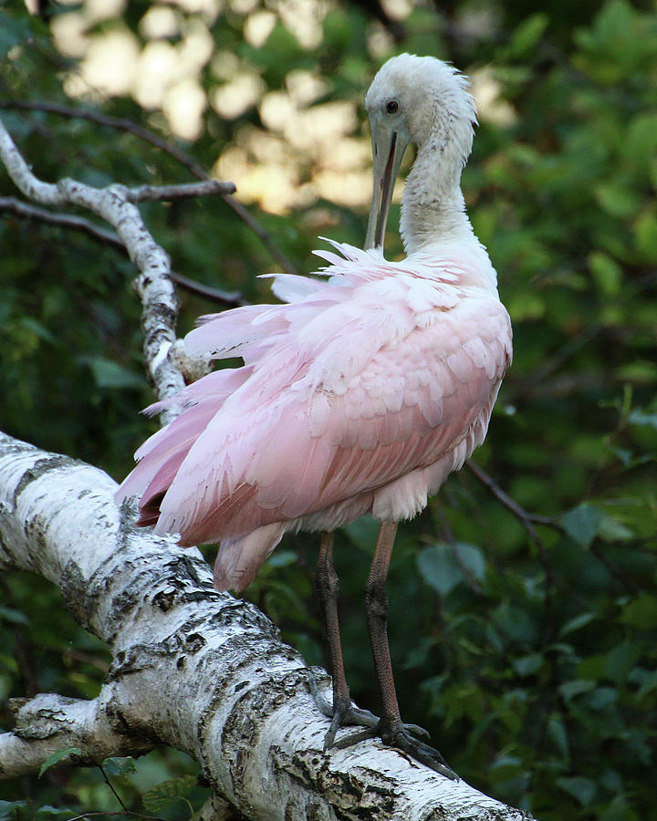 Roseate Spoonbill 09 Photograph by William Selander