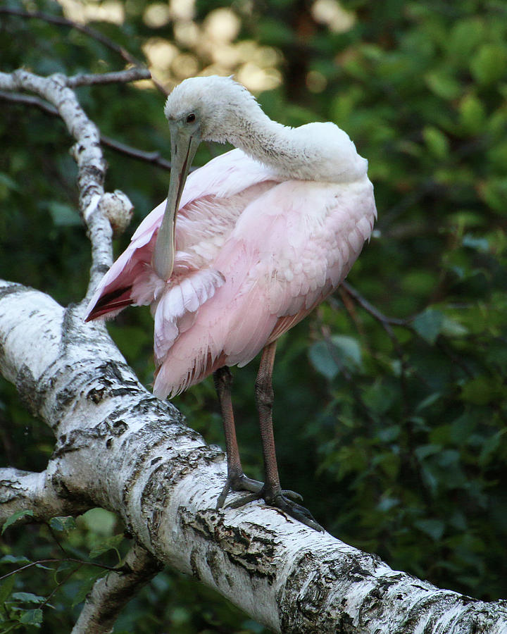 Roseate Spoonbill 10 Photograph by William Selander
