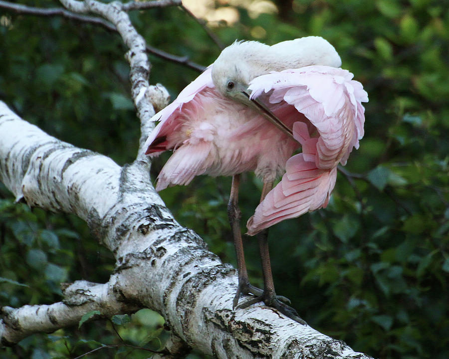 Roseate Spoonbill 11 Photograph by William Selander