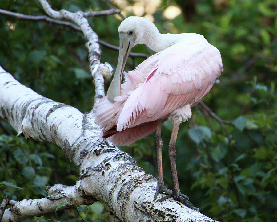 Roseate Spoonbill 12 Photograph by William Selander
