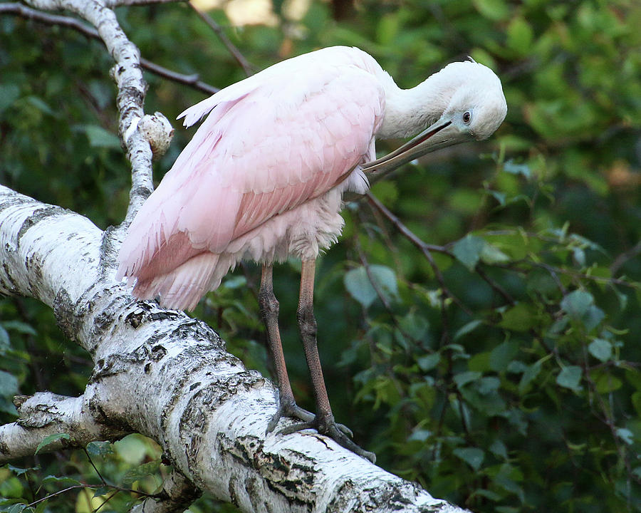 Roseate Spoonbill 13 Photograph by William Selander