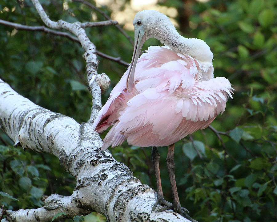 Roseate Spoonbill 14 Photograph by William Selander