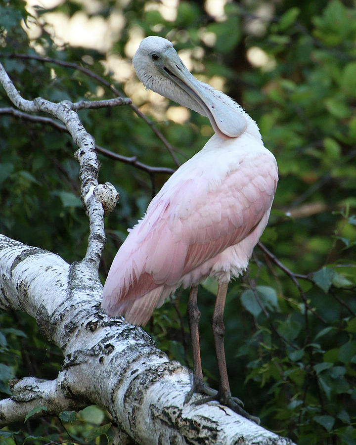 Roseate Spoonbill 15 Photograph by William Selander