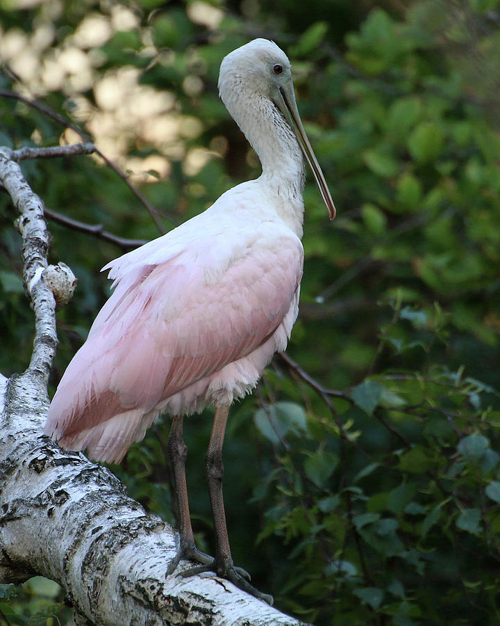 Roseate Spoonbill 16 Photograph by William Selander