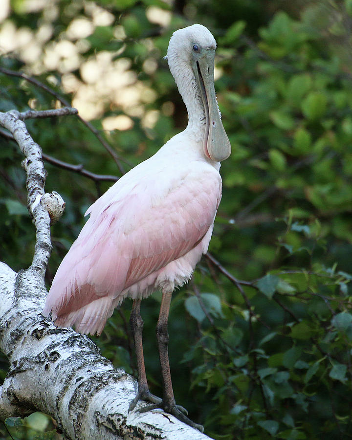 Roseate Spoonbill 17 Photograph by William Selander
