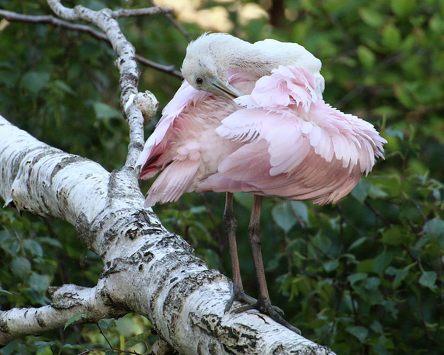 Roseate Spoonbill 19 Photograph by William Selander