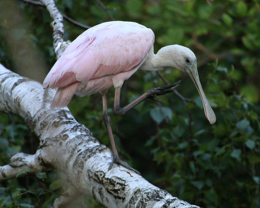 Roseate Spoonbill 20 Photograph by William Selander