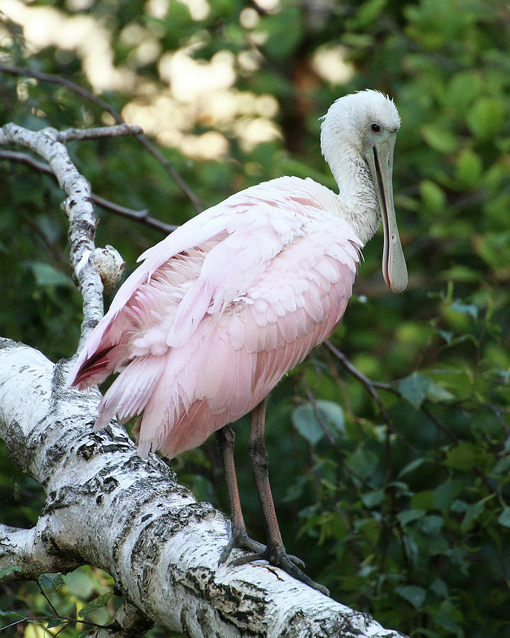 Roseate Spoonbill 21 Photograph by William Selander