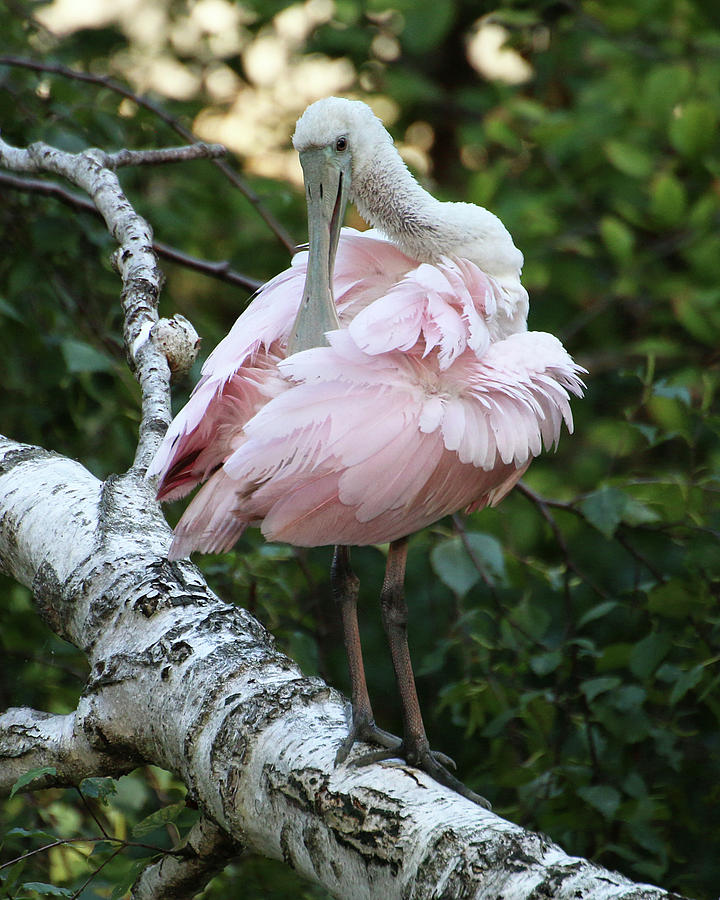 Roseate Spoonbill 22 Photograph by William Selander