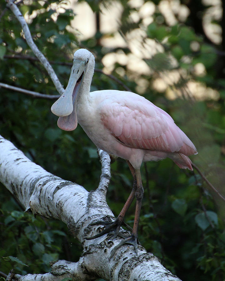 Roseate Spoonbill 23 Photograph by William Selander