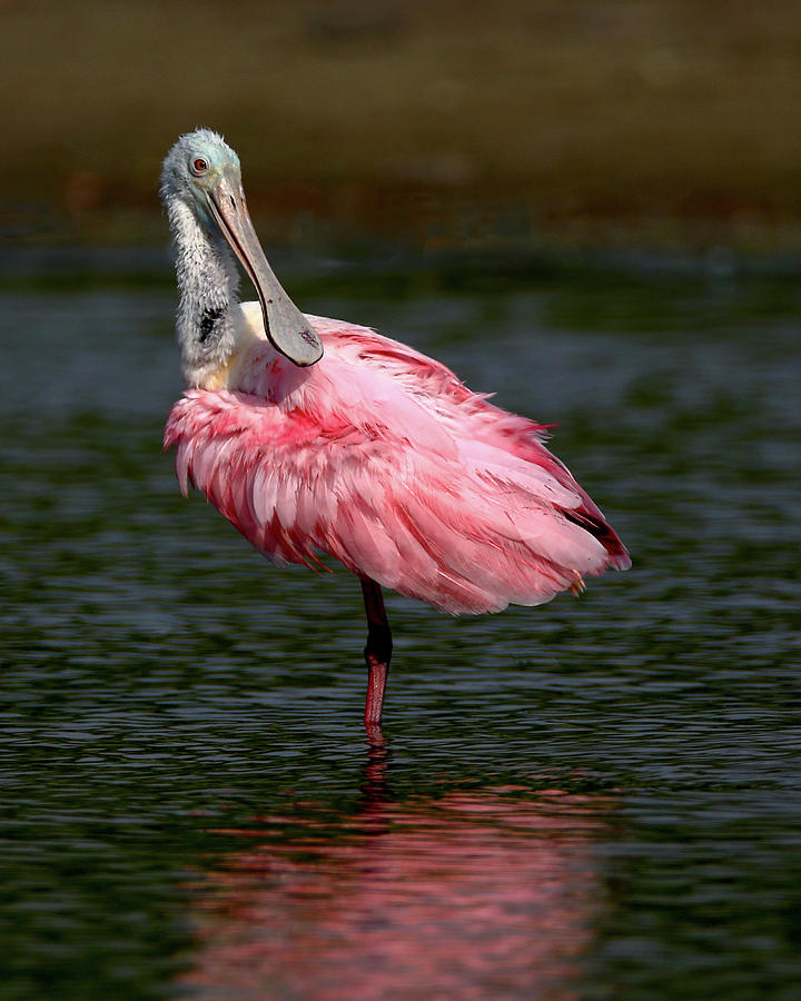 Roseate Spoonbill Photograph By Anthony Clements