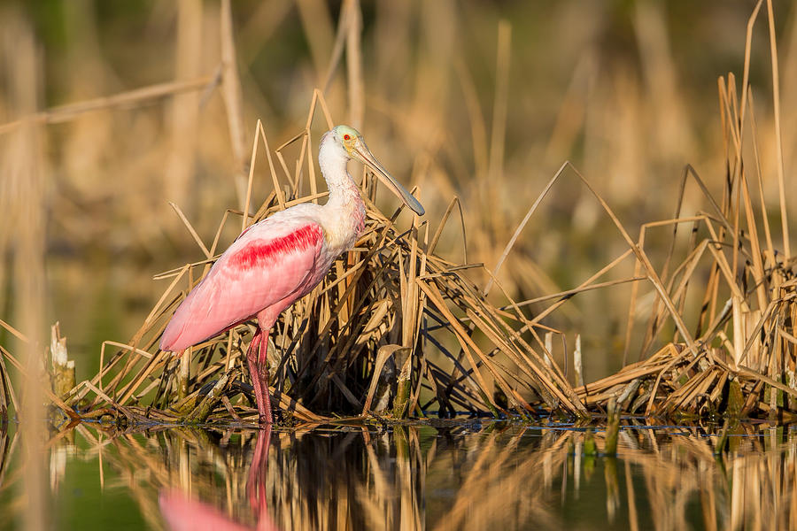 Roseate Spoonbill at Sunrise Photograph by David Eppley
