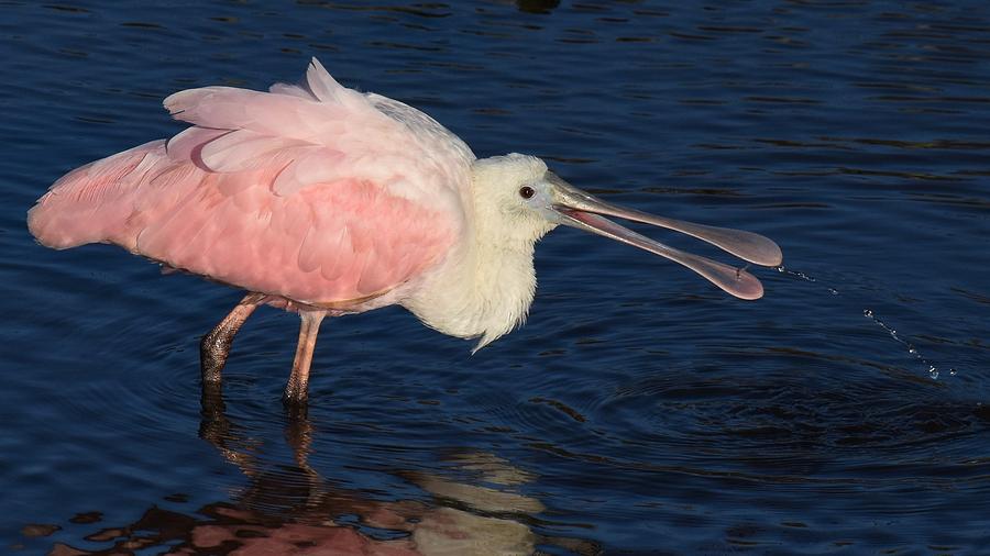 Roseate Spoonbill Photograph by Chip Gilbert