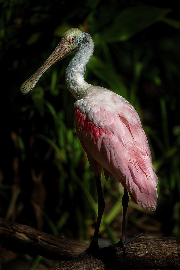 Roseate Spoonbill by Cyndy Doty Roseate Spoonbill by Cyndy Doty