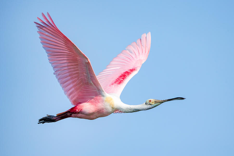 Roseate Spoonbill Photograph by David Eppley
