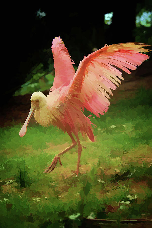 Roseate Spoonbill - DWP3553182 Painting by Dean Wittle