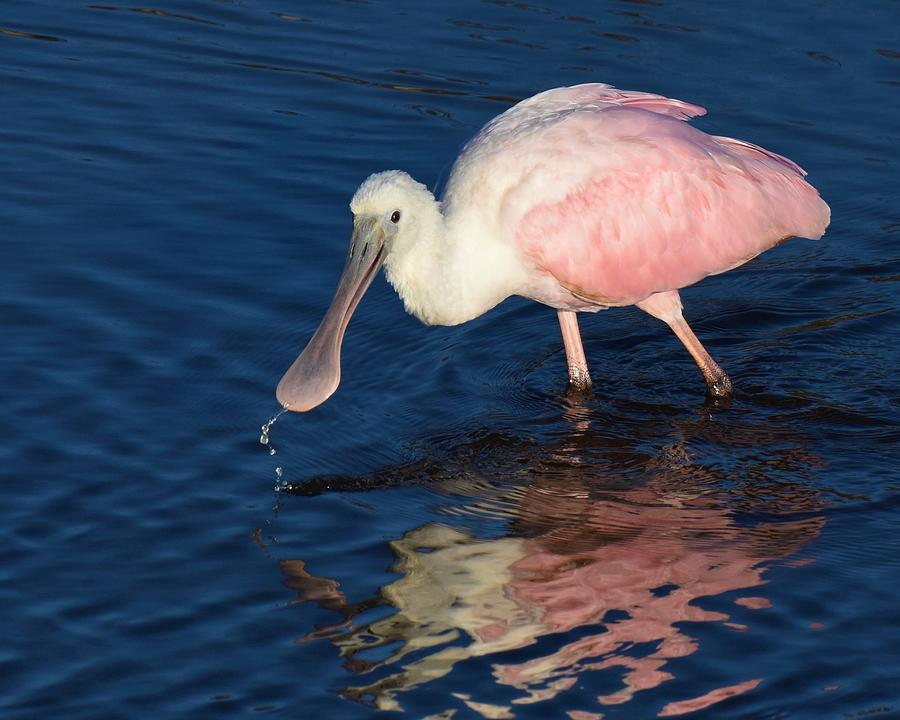 Roseate Spoonbill Feeding Photograph by Chip Gilbert