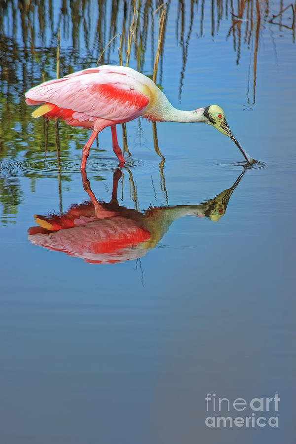Roseate Spoonbill Feeding in the Salt Marsh - 3700 by Marvin Reinhart Roseate Spoonbill Feeding in the Salt Marsh - 3700 by Marvin Reinhart