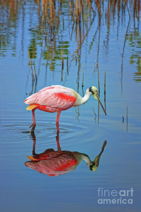 Roseate Spoonbill Feeding in the Salt Marsh - 3711 by Marvin Reinhart Roseate Spoonbill Feeding in the Salt Marsh - 3711 by Marvin Reinhart