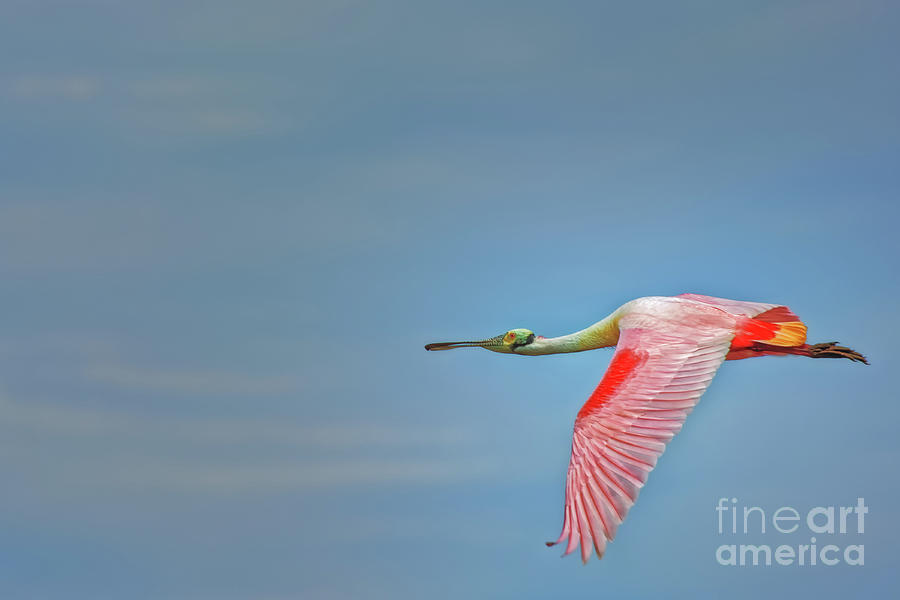 Roseate Spoonbill Flying Wings Down - 3273 by Marvin Reinhart Roseate Spoonbill Flying Wings Down - 3273 by Marvin Reinhart