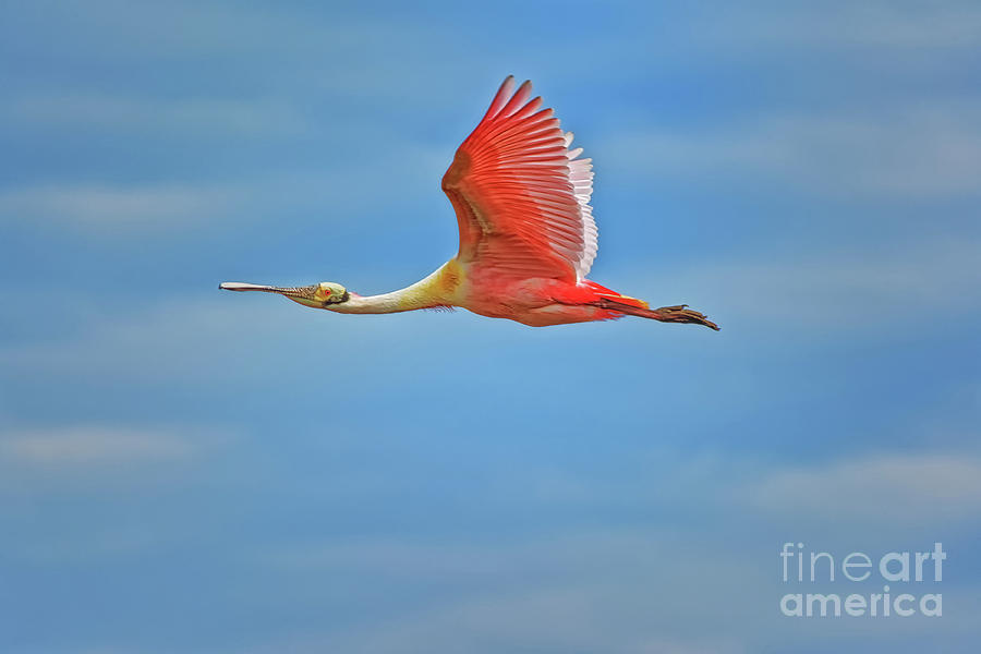 Roseate Spoonbill Flying Wings Up - 3271 by Marvin Reinhart Roseate Spoonbill Flying Wings Up - 3271 by Marvin Reinhart