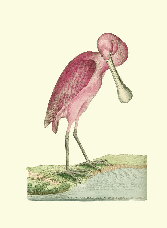 Bird Painting - Roseate Spoonbill by Frederick P. Nodder