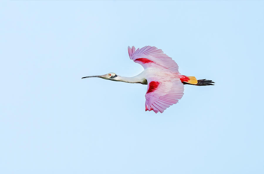 Roseate Spoonbill In Flight Photograph by Gary Hu