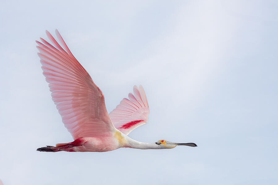 Up Movie Photograph - Roseate Spoonbill In Flight by Linda D Lester