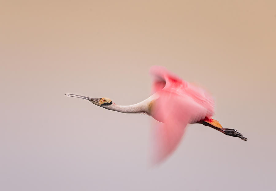 Roseate Spoonbill In Flight Photograph by Vicki Lai