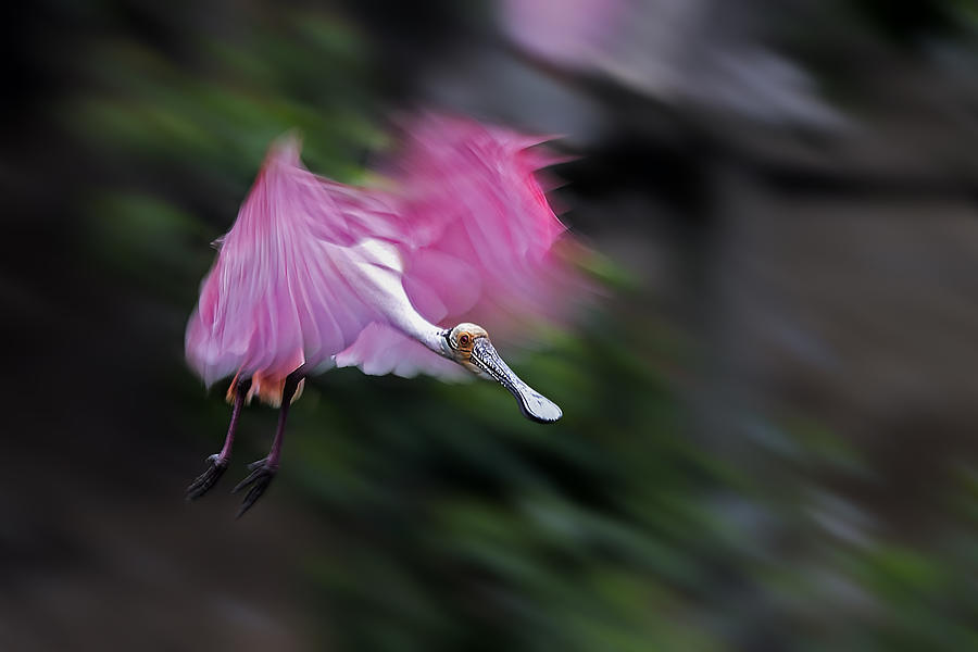 Spoonbill Photograph - Roseate Spoonbill In Motion by Jun Zuo