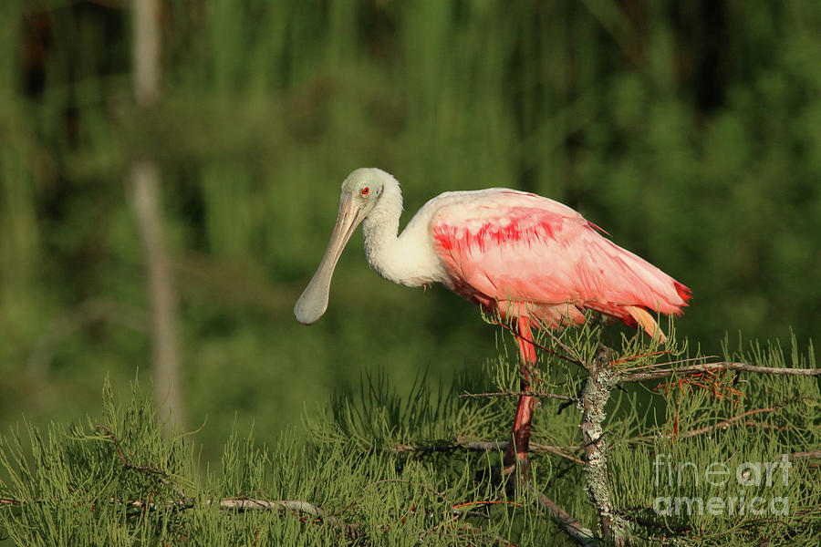 Roseate Spoonbill in Tree Photograph by Karen Lindquist