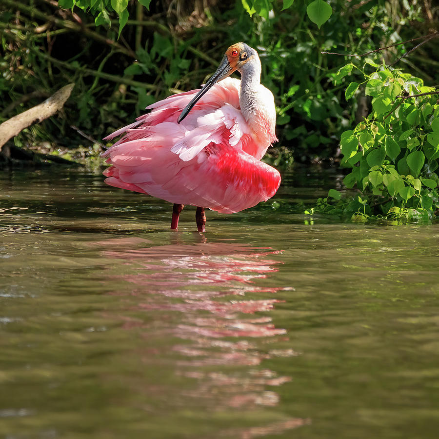 Roseate Spoonbill  Photograph by JASawyer Imaging