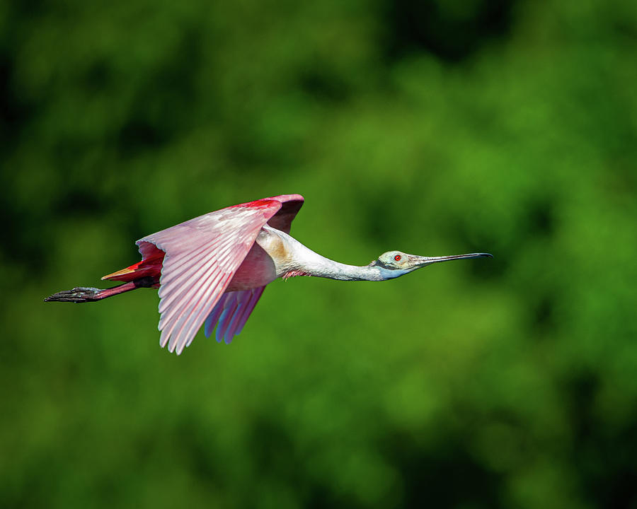 Roseate Spoonbill Photograph by Jeff Phillippi