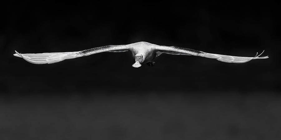 Spoonbill Photograph - Roseate Spoonbill by John J. Chen