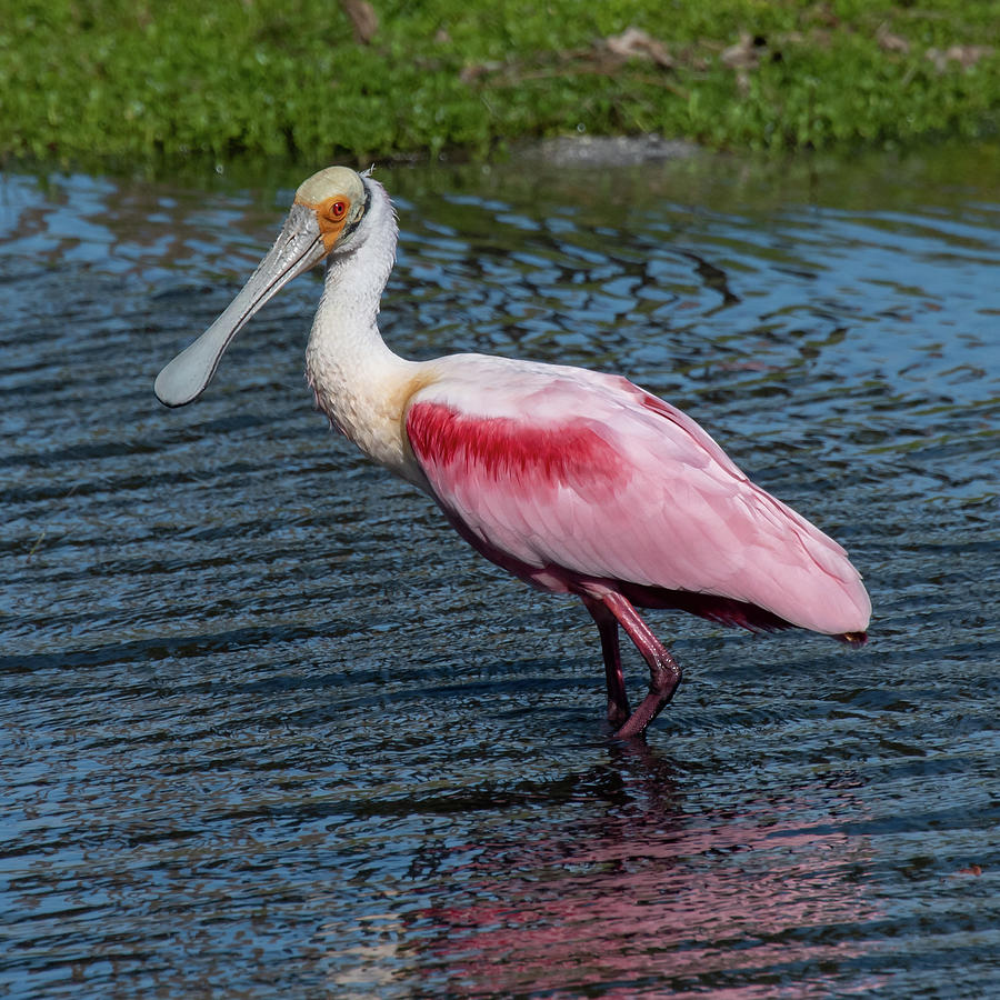 Roseate Spoonbill Photograph by Ken Stampfer