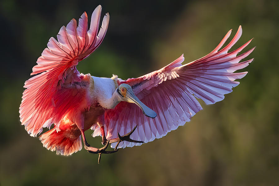 Wildlife Photograph - Roseate Spoonbill by Michael Zheng