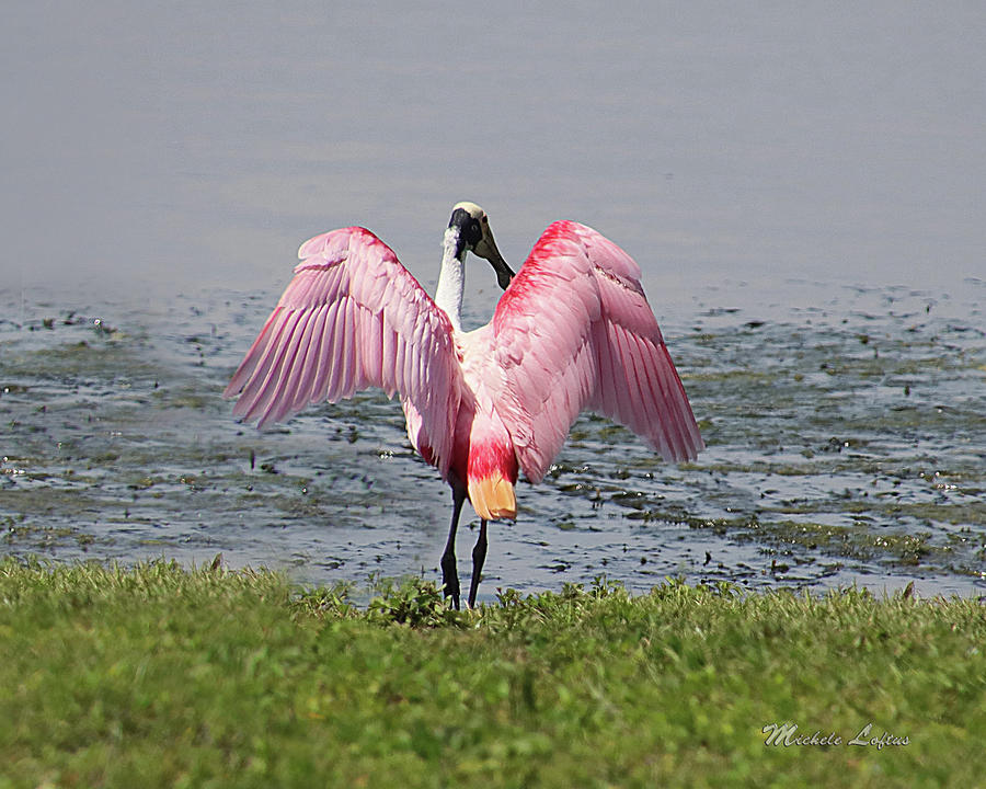 Roseate Spoonbill by Michele A Loftus Roseate Spoonbill by Michele A Loftus