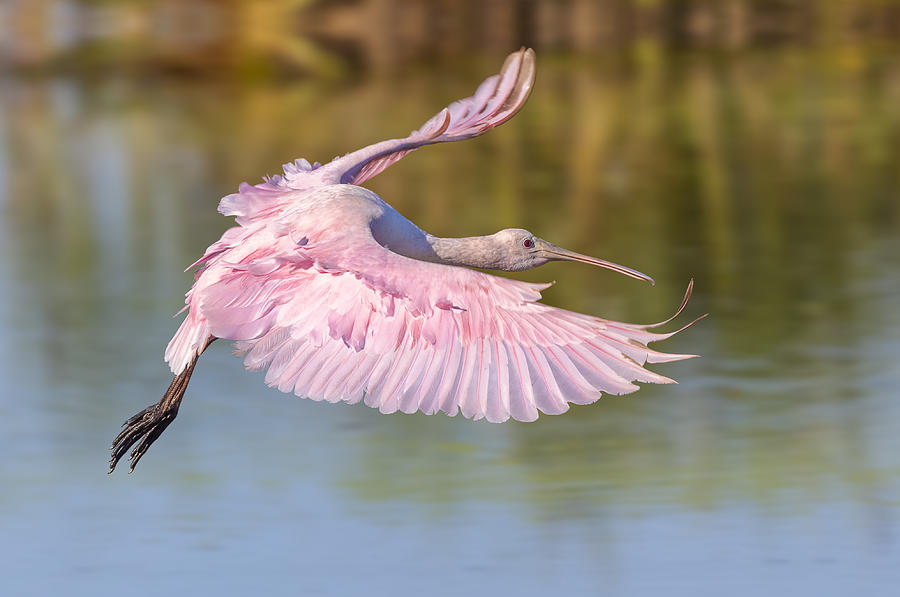 Nature Photograph - Roseate Spoonbill by Mountain Cloud