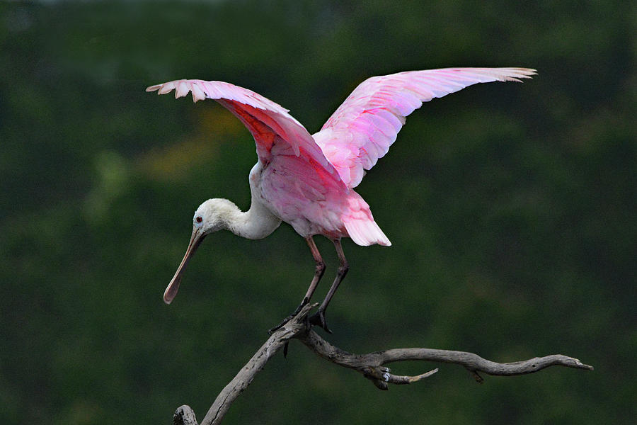 Roseate Spoonbill on a Tree Photograph by Jerry Griffin