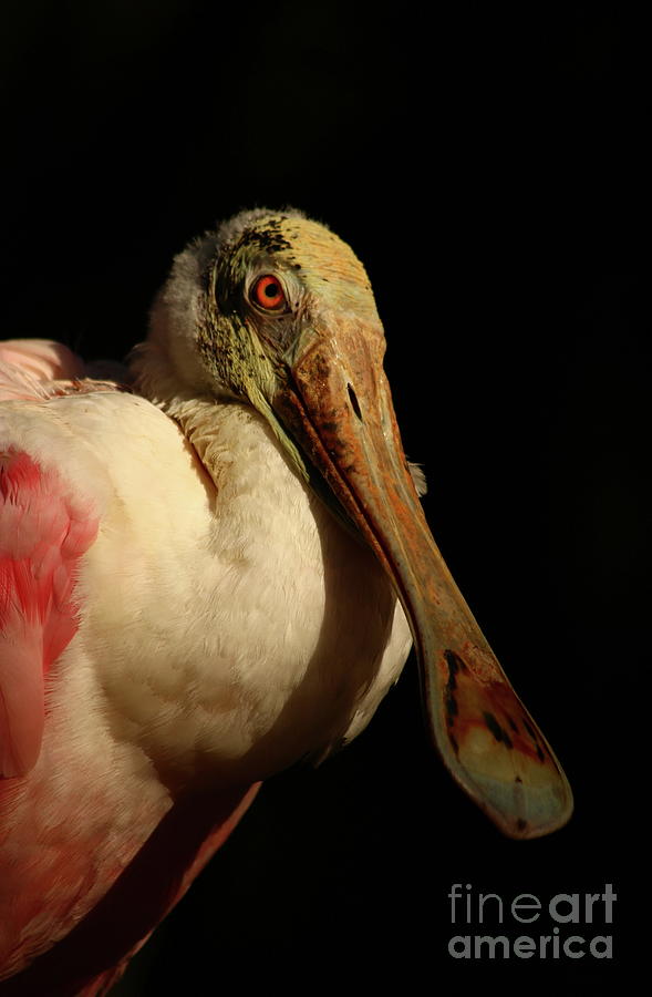 Roseate Spoonbill Portrait Photograph by Christiane Schulze Art And Photography