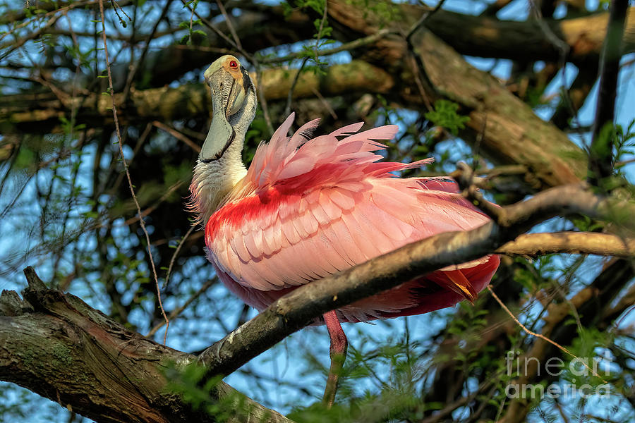 Roseate Spoonbill Poses   Photograph by DB Hayes