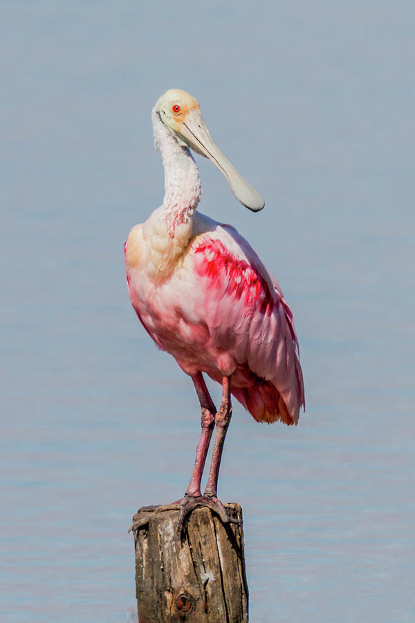 Roseate Spoonbill Posing Photograph by Patti Deters