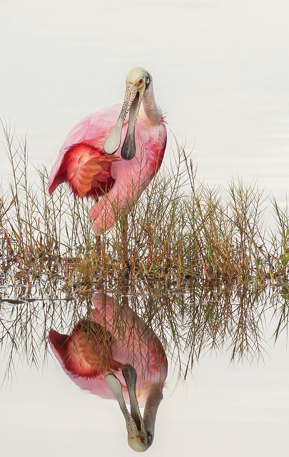 Roseate Spoonbill Reflection by Georgia Wilson Roseate Spoonbill Reflection by Georgia Wilson