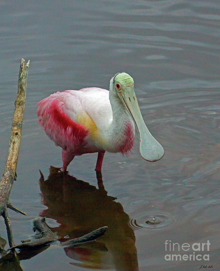 Roseate Spoonbill-Signed-#4822 Photograph by J L Woody Wooden