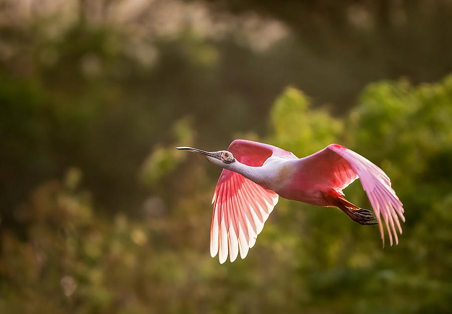 Roseate Spoonbill Sunset Flight Photograph by Vicki Lai