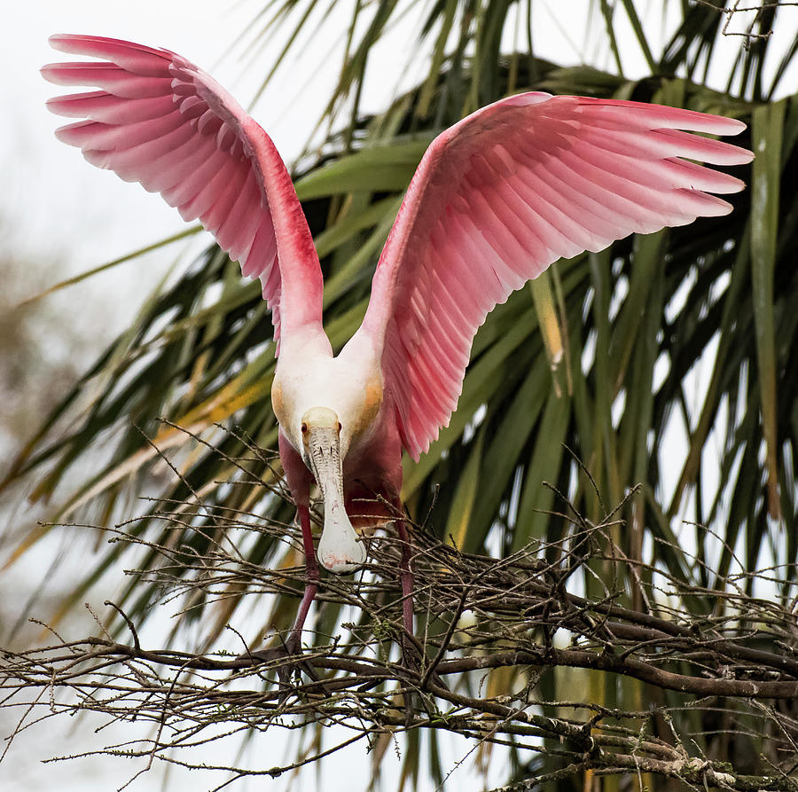 Roseate Spoonbill Wings Photograph by Ginger Stein